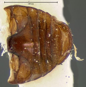 Media type: image;   Entomology 6710 Aspect: abdomen dorsal view